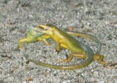 Lamprolepis smaragdina