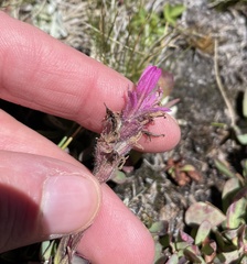 Castilleja lemmonii