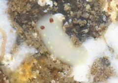 Cadlina flavomaculata