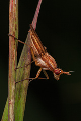 Sciomyzidae