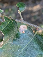 Dryocosmus minusculus