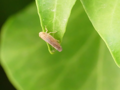 Synophropsis lauri