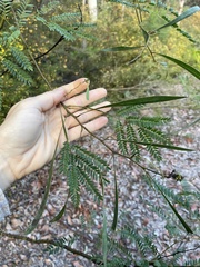 Acacia attenuata