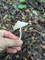 Leucocoprinus cepistipes