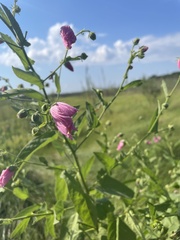Kosteletzkya pentacarpos