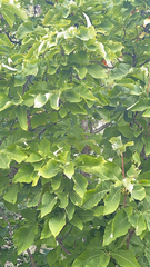 Magnolia