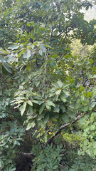 Quercus