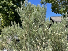 Pinales