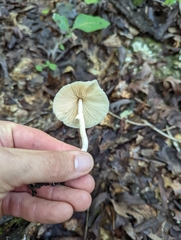 Leucocoprinus cepistipes