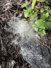 Clematis ligusticifolia