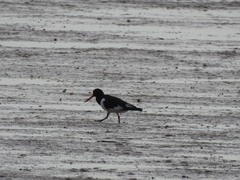 Haematopus ostralegus