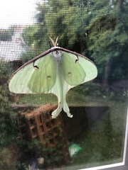 Actias luna