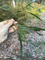 Acacia attenuata