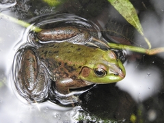 Lithobates grylio