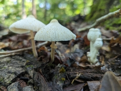Leucocoprinus cepistipes