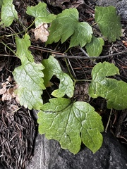 Clematis ligusticifolia