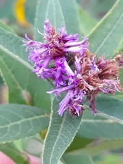 Vernonia baldwinii