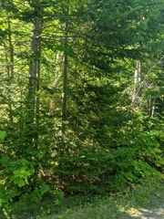 Abies balsamea image