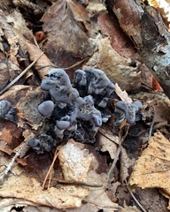 Phellodon niger