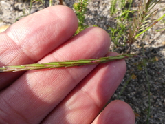 Struthiola