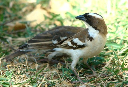 White-browed Sparrow-Weaver