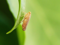 Synophropsis lauri