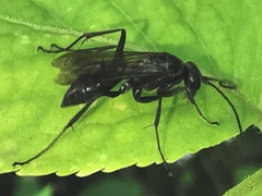 Auplopus carbonarius