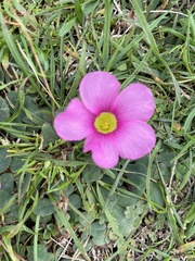 Oxalis purpurea