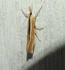 Orocrambus ramosellus