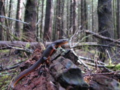 Taricha granulosa