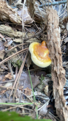 Ganoderma