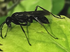 Auplopus carbonarius