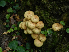 Pholiota squarrosoides