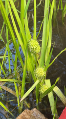Sparganium americanum