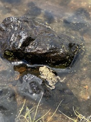 Anaxyrus boreas halophilus