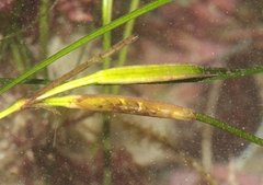 Phyllospadix torreyi