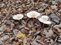 Infundibulicybe geotropa