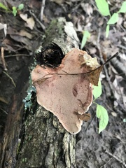 Hapalopilus rutilans