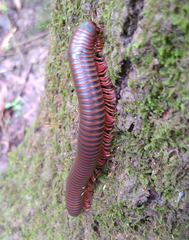 Narceus americanus