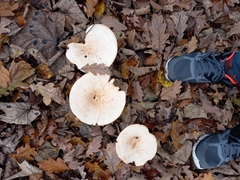 Infundibulicybe geotropa