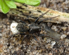 Allocosa