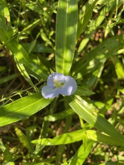 Commelina virginica