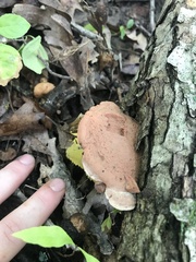 Hapalopilus rutilans