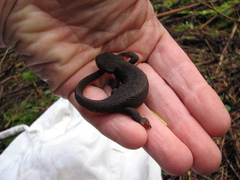 Taricha granulosa