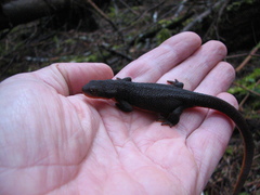 Taricha granulosa