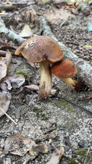 Boletus subvelutipes