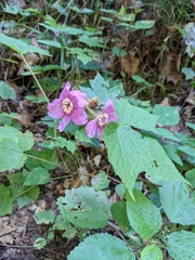 Rubus odoratus