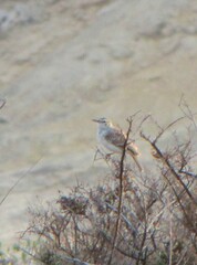 Certhilauda subcoronata