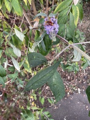 Volucella zonaria