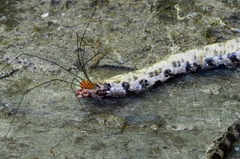 Lampropeltis triangulum